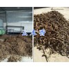 云南哪有桔梗出售？#桔梗價格&麗江桔?，F(xiàn)貨供應(yīng)
