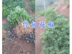 魯?shù)榍嗷ń访? /昭通優(yōu)良花椒苗銷售圖1