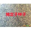 曲靖哪里獨(dú)定子多#宣威、會(huì)澤金鐵鎖（獨(dú)定子）種子供應(yīng)