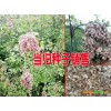當(dāng)歸種子批發(fā)價(jià)？云南會(huì)澤當(dāng)歸種子供應(yīng)