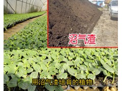 沼氣渣都有哪些特點(diǎn)#沼氣渣的正確使用方法資料_沼氣渣圖1