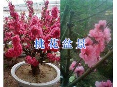 盆景桃花能開多久-大理盆景桃花樹型_云南桃花盆景圖圖3