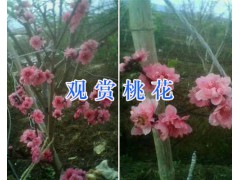 盆景桃花能開多久-大理盆景桃花樹型_云南桃花盆景圖圖1