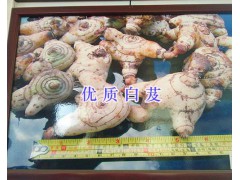 云南哪里的白芨苗好&紫花白芨苗銷售圖3