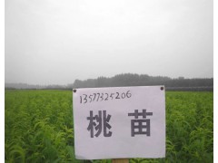 云南冬桃苗木10萬(wàn)現(xiàn)苗出售自培育便宜紅河大理昆明圖1