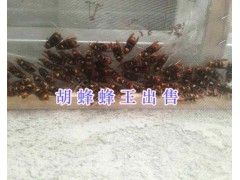 云南胡蜂養(yǎng)殖場(chǎng)-2020胡蜂人工養(yǎng)殖#胡蜂蜂王養(yǎng)殖圖3