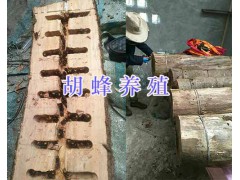 云南胡蜂養(yǎng)殖場(chǎng)-2020胡蜂人工養(yǎng)殖#胡蜂蜂王養(yǎng)殖圖1