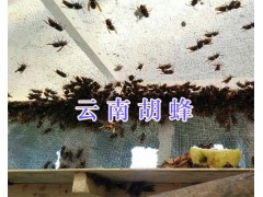 胡蜂蜂王一只多少錢#云南哪里有胡蜂王賣-宣威胡蜂養(yǎng)殖圖1