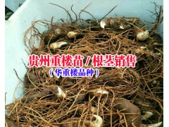 貴州聚昌鼎中藥材公司|貴州重樓苗|18216536586圖1