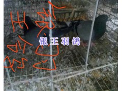 昆明肉鴿種鴿銷售&鴿子種蛋供應(yīng)圖1