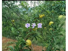 曲靖果苗銷售-李子苗-蘋果苗價(jià)格/花椒苗供應(yīng)圖1