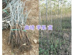 曲靖果苗銷售-李子苗-蘋果苗價(jià)格/花椒苗供應(yīng)圖3