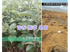 云南華碩蘋果苗？昭通青香蕉蘋果苗批發(fā)-15125404188圖2