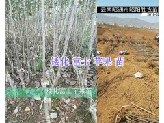 2018年3月昭通蘋果苗：早熟富士/矮化富士-青香蕉蘋果苗圖3
