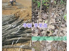 2018年3月昭通蘋果苗：早熟富士/矮化富士-青香蕉蘋果苗圖1