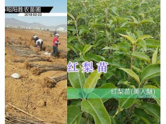 2018年3月昭通蘋果苗：早熟富士/矮化富士-青香蕉蘋果苗圖2