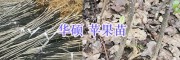 昭通優(yōu)質蘋果苗：華碩蘋果樹/早熟富士、矮化富士蘋果苗