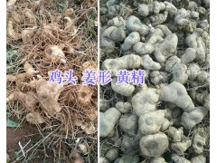 雞頭姜形滇黃精種莖-貴州黃精種莖價格18216536586圖3