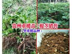 貴州黃精供應(yīng)：姜形黃精干貨-黃精多花苗/雞頭黃精種莖圖3
