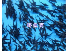 烏魚苗價(jià)格-四川鱘魚苗批發(fā)_云南青魚苗供應(yīng)圖2