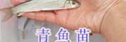 哪里批發(fā)青魚苗、烏魚苗？-四川眉山淡水魚苗供應(yīng)信息