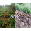 麗江天門冬銷售價(jià)格咨詢-產(chǎn)地永勝天冬