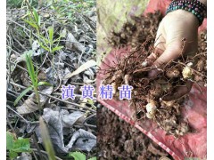 黃精苗種植技術指導—普洱滇黃精生產(chǎn)基地14736739836圖1