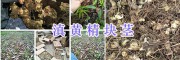 普洱黃精種植商-銷(xiāo)售滇黃精成品&黃精塊莖苗