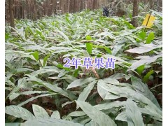 2018文山草果苗供應(yīng)：1-3年生草果苗/草果種子銷售圖2