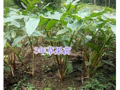 2018文山草果苗供應(yīng)：1-3年生草果苗/草果種子銷售圖3