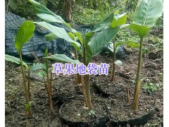 草果地袋苗/文山草果2年苗_云南草果苗供應(yīng)信息圖1