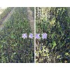 榿木苗多少錢一棵#旱冬瓜苗批發(fā)價(jià)_楚雄旱冬瓜樹銷售