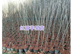 楚雄蘋果苗批發(fā)：祿豐紅露蘋果苗、紅富士苗價(jià)格圖1
