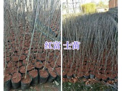 楚雄蘋果苗批發(fā)：祿豐紅露蘋果苗、紅富士苗價(jià)格圖2