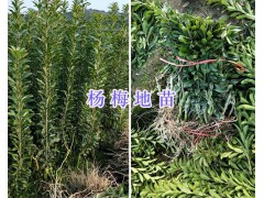 楚雄蘋果苗批發(fā)：祿豐紅露蘋果苗、紅富士苗價(jià)格圖3
