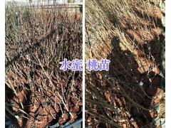 楚雄優(yōu)質(zhì)桃樹苗-水蜜桃袋苗&祿豐冬桃苗銷售圖2