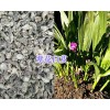 大理劍川紫花白芨出售-藥材有效成份高_(dá)云南白芨成品信息