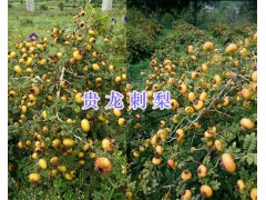貴州刺梨銷售-黔西南刺梨基地-貴龍刺梨&金刺梨種苗圖1