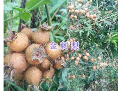 金刺梨批發(fā)/貴州金刺梨銷售商-黔西南金刺梨圖1