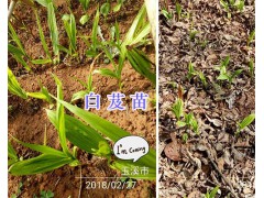 2年白芨馴化苗&白芨種莖-玉溪白芨苗銷售圖1
