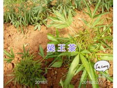 玉溪梁王茶苗出售、2年馴化白芨苗—玉溪藥材種苗供應(yīng)圖1