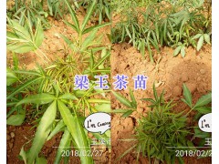 梁王茶苗-中藥材梁王茶銷售_云南梁王茶供應(yīng)圖2