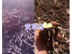 黃草烏價(jià)格-麗江黃草烏種植銷售_云南黃草烏供應(yīng)圖1