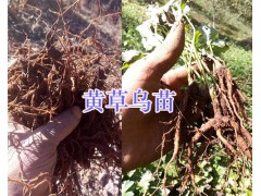 黃草烏價(jià)格-麗江黃草烏種植銷售_云南黃草烏供應(yīng)圖2