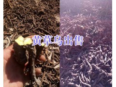 黃草烏價(jià)格-麗江黃草烏種植銷售_云南黃草烏供應(yīng)圖3