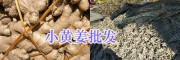 曲靖菜姜多少錢(qián)一斤&羅平小黃姜價(jià)格、姜種供應(yīng)
