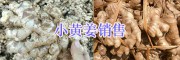 2018曲靖生姜供應(yīng)：羅平小黃姜、菜姜批發(fā)姜種