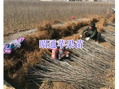 昭陽區(qū)紅富士種植合作社-昭通紅富士苗品種_云南紅富士樹苗圖3