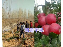 昭陽區(qū)紅富士種植合作社-昭通紅富士苗品種_云南紅富士樹苗圖2
