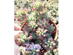 昆明多肉植物盆栽乙女心批發(fā)—梅子多肉植物基地圖1